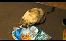 Mihoshi rips open a cat food bag