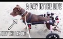 A Day In The Life Of Zoey The Lab Pit (Handicapped Dog)