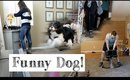 FUNNY DOG REACTION! Power Hour Cleaning, & Workout Vlog | Riggs Reality Vlog EP 12
