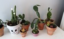 Plant Party