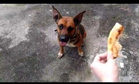 Kiki the Wiichoy tries to catch pizza crusts!