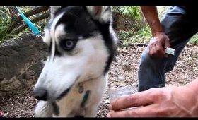 lobo hiking