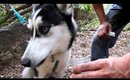 lobo hiking