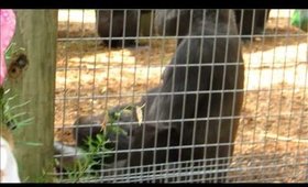 Day at the Toronto Zoo