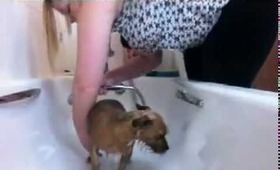 Random: Lucy's Bath Time and How to bath your dog correctly.