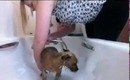 Random: Lucy's Bath Time and How to bath your dog correctly.