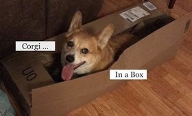 Corgi in a Box - Can He Escape?