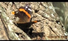 The beauty  of  nature ) Photos, video done me =D