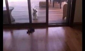 Vlog