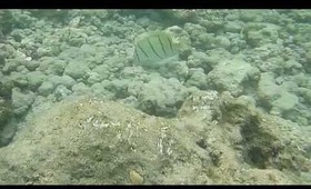 Hanauma Bay Underwater Video of Fishes 6.20.13 Part 3