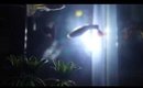 guppies :+)