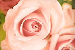 The Centuries-Long History of Roses-As-Cosmetics