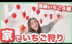 【幸せの極】高級いちご４種類食べ比べ🍓お家でいちご狩りが楽しすぎた！【お取り寄せレポ】