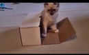 Ragdoll Kitten vs Boxes