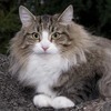 Nyssa H.