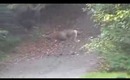 Deer in my driveway!!