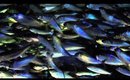 aquarium adventure!!