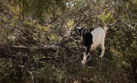 The Curious Story of Argan Oil