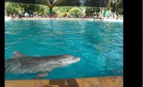 Sea World- Dolphins