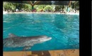 Sea World- Dolphins