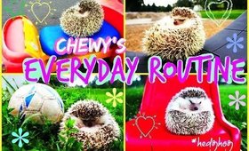 Chewy's Everyday Routine | Hedgehog Edition