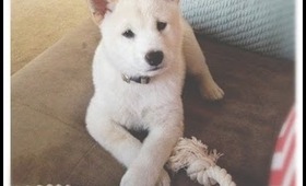 Meet Kaila..our new Shiba Inu puppy!