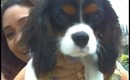 No more puppy breath for my King Charles Cavalier - Orapup Review