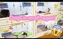 Japan Vlog 4 | New Haircut, 100 Yen Shop, Dogs in Small Cages ♡ 2016
