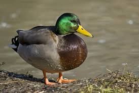 Ducky L.