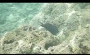 Hanauma Bay Underwater Video of Fishes 6.20.13 Part 6