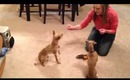 Meet my dogs-tricks/I gave Maddy a haircut!