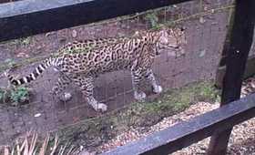 Short Growler cat at Belize zoo.AVI