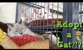 Vlog #4 : 10-04-16 Should we adopt a cat?