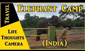 Travel : Elephant Camp in Theppakkadu, Tamil Nadu (India) – Ep 146 | Life Thoughts Camera