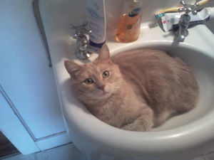 My cat likes the sink.