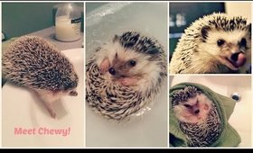 Chewy the Hedgehog takes a bath | Paris ♡