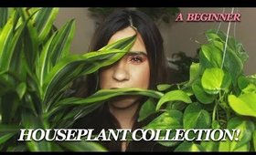 HOUSEPLANT COLLECTION TOUR ! SUMMER 2019 - BEGINNER/EASY CARE