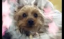 Furry Pet Tag: My Yorkie Ralphie