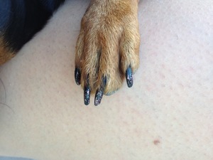My dog, Sandy, watches me paint my nails weekly.... This week was her turn!
