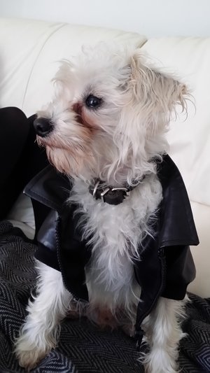 This jacket was from build a bear , fits him like a treat ! 