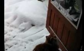 cat playing with snowballs