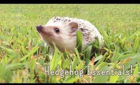 Hedgehog Essentials!
