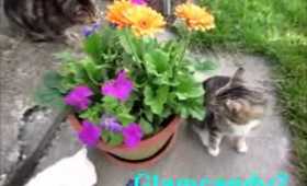 Vlog: Crazy cat lady