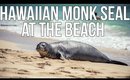 HAWAIIAN MONK SEAL AT THE BEACH | VLOG