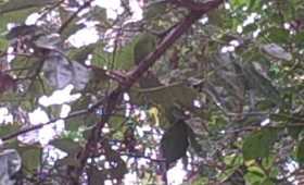 Spider monkey at belize zoo - short.AVI