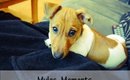 Mylos Moments - Jack Russell Terrier Puppy