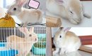 VLOG#3: 為什麼養了一隻兔兔｜Nabibuzz娜比