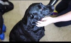 Sweet Black Labradors