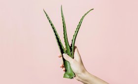 Everything You Need To Know About Sunburns and Aloe Vera