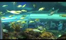 Ripleys Aquarium Vlog Toronto